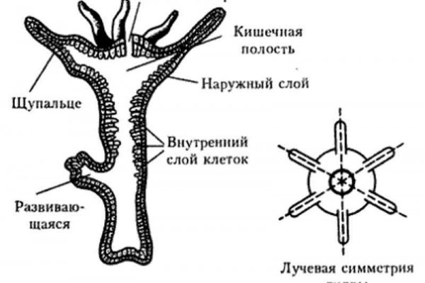 Ссылка кракен сегодня